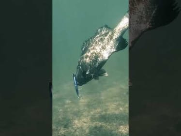 Jerkbait/Smallmouth COMBO