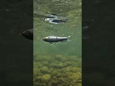 Tough to hide from the GLIDE 🫣🤤 Featured Product: @YoZuri Pro Glide Bait