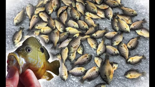 POND Ice Fishing For BLUEGILL! Can We Catch 100 Keepers??
