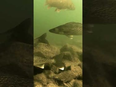 Can you name all of the species you see??