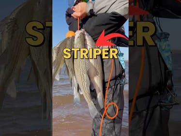 Let’s Go Striper Fishing At Texoma! #fishing #fishingvideos #striper