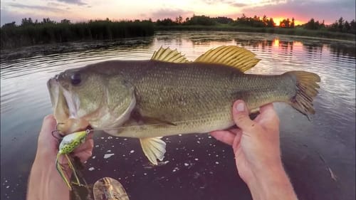 Sunset Frog Bassin' With TX Jim