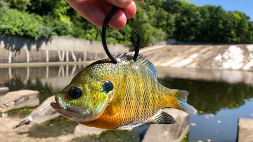 Whoever Did This NEEDS TO STOP!!! (Mystery Fish in the SPILLWAY!)