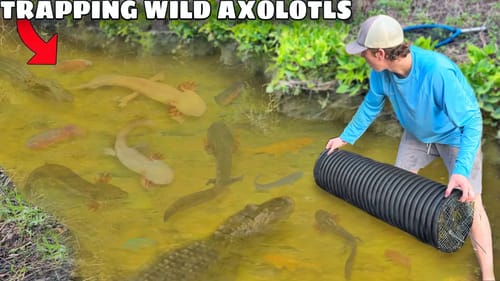 Trapping Wild Axolotls in ALLIGATOR INFESTED CREEK!