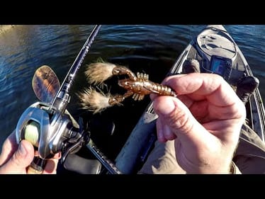 This Craw Was Catching Everything!