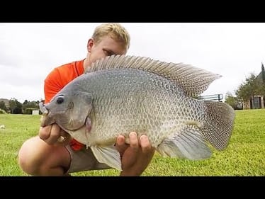 Catching HUGE PANFISH on 2 LB LINE! BLUEGILL & TILAPIA!