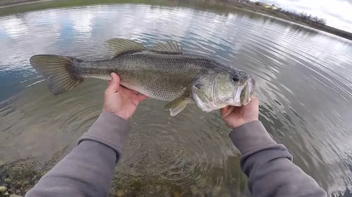 Fishing the Local Pond