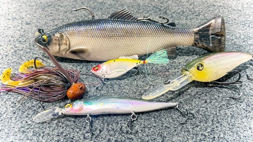 How To Catch Bass During The Fall To Winter Transition (Cold Water Bass Fishing)