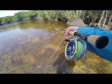 Stalking Predatory Fish in Tiny Clear Creeks