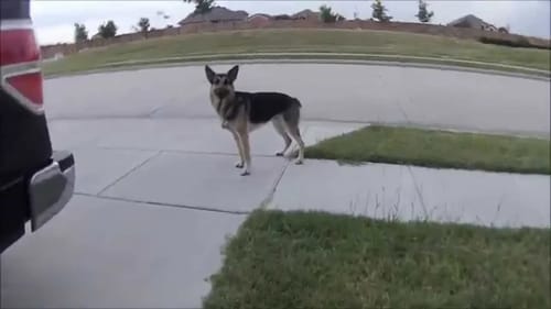 German Shepherd Fetches Tennis Ball - ENZO IS A GENIUS!