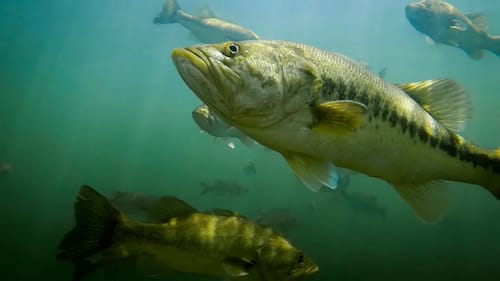 Topwater Strikes - Incredible Underwater Footage Of Bass Blowing Up On Topwater!