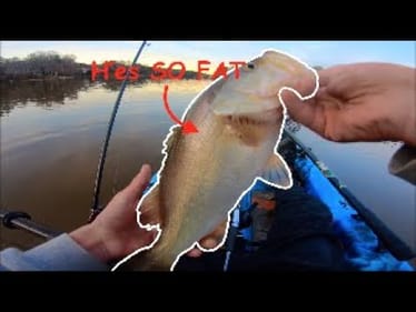 Kayak Fishing For FAT Schooling BASS! (Lucky Catch!)