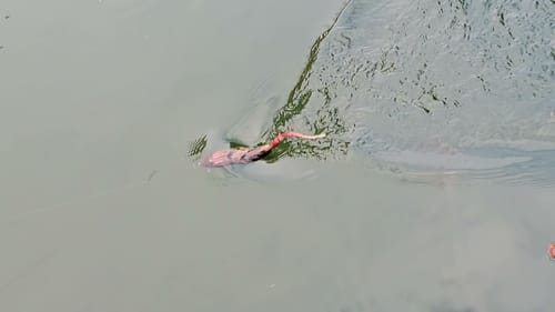 Swimbait Review: Woodrow 3 pc Rasta Rat