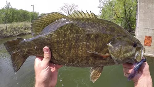 Bank Fishing Bedding Brown Bass