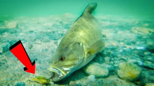 Insane Underwater Fishing Footage!! Dark Sleeper, Finesse Jig, and Ned Craws!