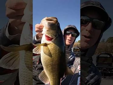 4in Crushcity Mayor caught me some really good fish last tournament 💪 #fishing #dustinconnell