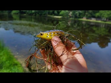 Frog Fishing JUICY Pond LOADED With FISH! (Topwater)
