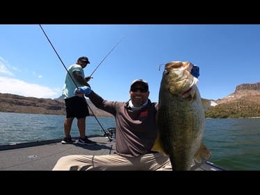 GIANT BASS On The Berkley Maxscent Flux-Gill