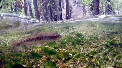 Micro Fishing In A Crystal Clear Stream!