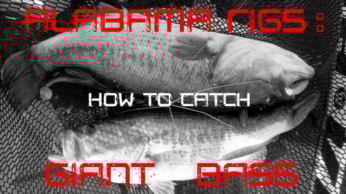Alabama Rigs: How to Catch Giant Bass
