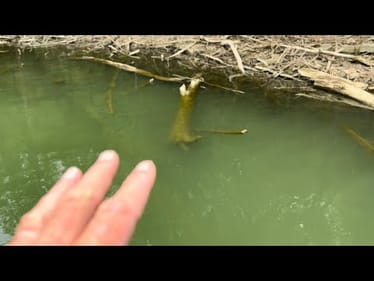 Livescopers Will Have No Use For This Incredible Laydown-Log Fishing Trick…