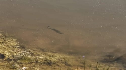 How Stealth at the Boat Ramp Can Land You Extra Bites
