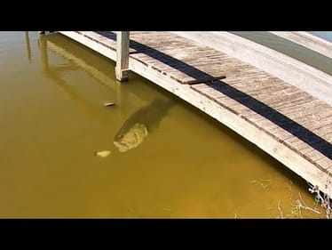 HUGE SWIMBAIT gets ENGULFED by MONSTER BASS!