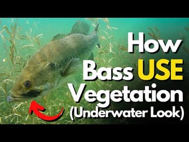 Don't Fish Vegetation Without Knowing This (What Bass Do: 3 Key Examples)