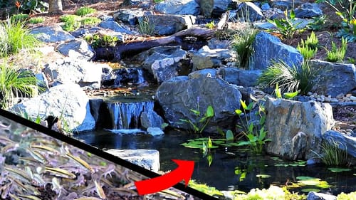 Stocking Bass Pond with 1,000 Golden Shiners!!
