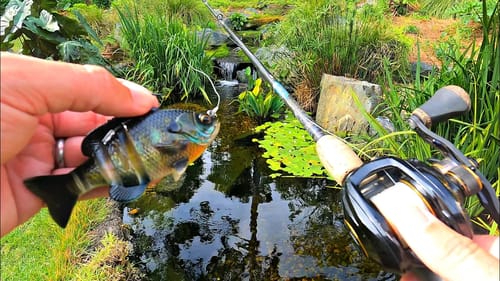 New Bluegill Swimbait Gets Destroyed!