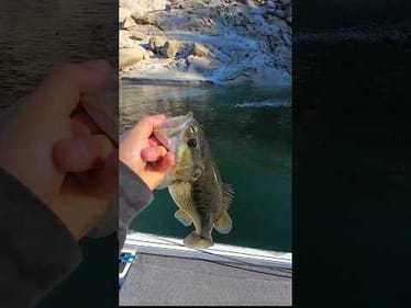 Fishing Running Water with a BU Swimbait Head & a G-Ratt Thin Swim in the John Pearl Shad Color 🎣