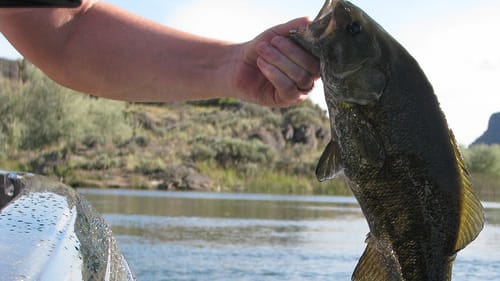 How To Set The Hook On A Dropshot (This Works!) | Bass Fishing