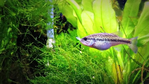 TINY BASS Tries to Eat a CATFISH!!
