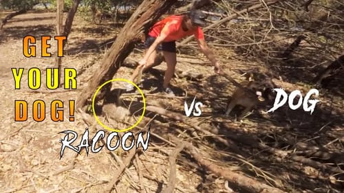 "GET YOUR DOG!" Helping A Lady Save Her Dog From A Rabid Racoon