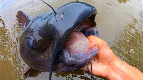 CHICKEN catches MONSTER POND CATFISH!!
