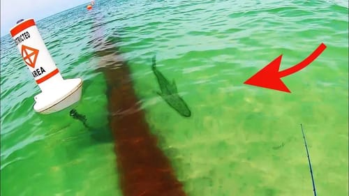 HUGE LIVE BAIT CATCHES my DREAM FISH!!!