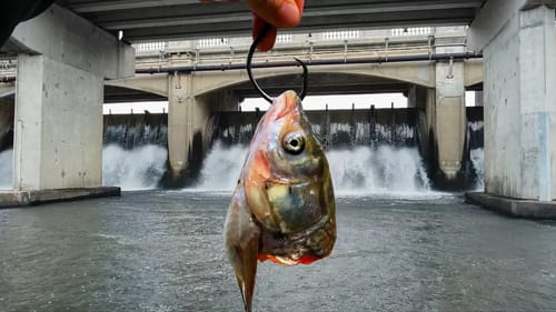 The BIGGEST Ones I’ve EVER Caught!!! (New PB x2)