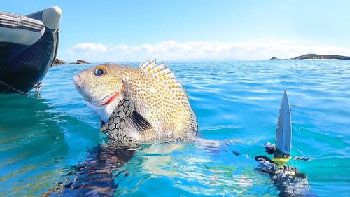 Island Hopping CATCH AND COOK Rice Paper Rolls - Solo Camping, Living From The Ocean