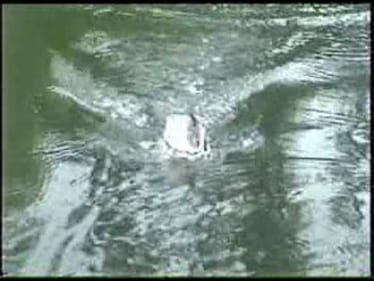 Big bass on top water