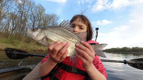 Kayak fishing for white bass (kid fishing)