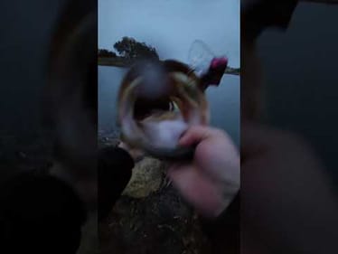 GIANT bass caught on prototype rat
