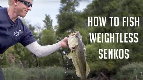 How to Fish Weightless Senkos Shallow for Bass