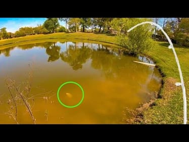 SIGHT FISHING for BRIGHTLY COLORED FISH!!! (Easy to SEE!)