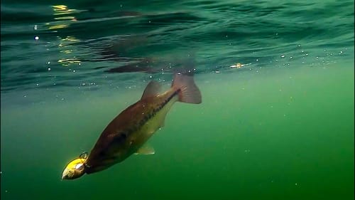 Bama Frogs Spring Topwater Fishing Contest Winners