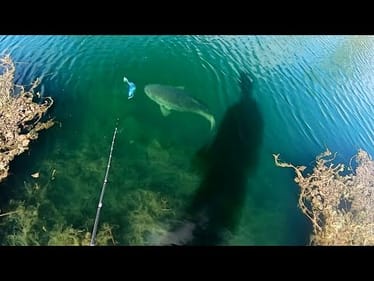 My bait got CRUSHED right at the bank….