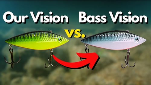 Colors Bass REALLY See - You May Be Surprised at Some of These