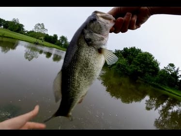 Ultra Light Bass Fishing