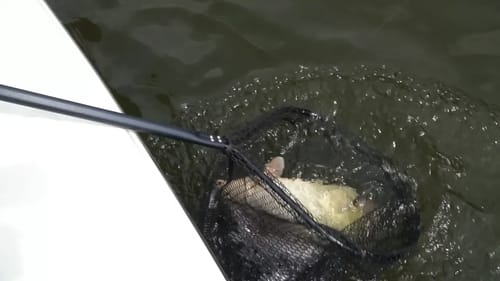 Extremely STRANGE catch on Spinnerbait