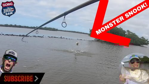 Marco Island MONSTER SNOOK!