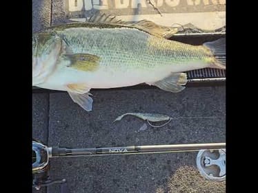 Deadstick A Soft Jerkbait When It's Cold.  It works.